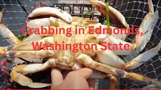 Crabbing in Edmonds fishing pier, crabbing in Washington state, catching crab in Washington  state.