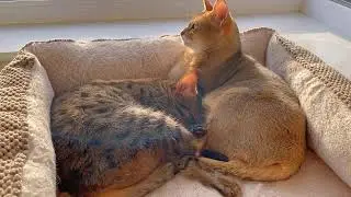 SOFT LIGHT FROM THE SUNSET AND PURRING CATS,  SLEEP, MEDITATION  (LIVESTREAM)