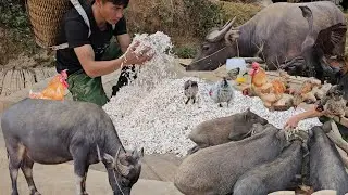 The Value of Sun-Dried Crops as Daily Feed for Livestock | T&agrave; X&ugrave;a Daily Life