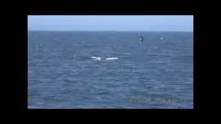 Lunge Feeding Whales with Sea Goddess Whale Watching
