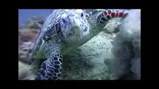 Michael Evans & Aaron Thornton Private DVD! Scuba Diving Koh Lanta - Dive site: Koh Haa