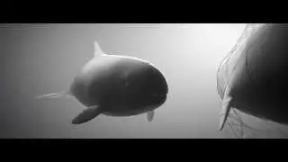 THE LAST MEMORY (OLIVER LATTA VIDEO)