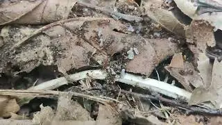 INSECT HUNT🪲!!!! In the forest!!!!🌲🌳