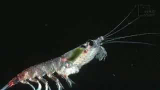 Krill | As one of the most abundant animals in the entire food chain