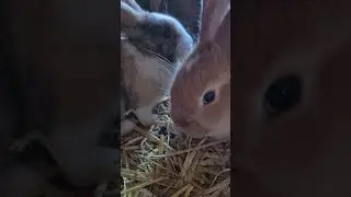Geschwister #rabbit #kaninchen #bunny #asmr #food #green #happy #love #shorts #cuteanimals #sweet