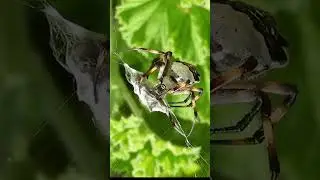 The spider that can stop bullets