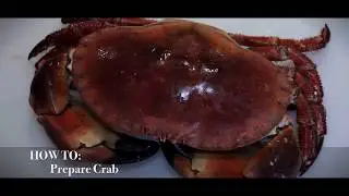 Sandys Fishmongers Ltd - How to prepare crab