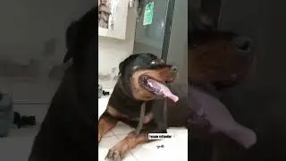 Female Rottweiler looks so aggressive #song #love #trending #subscribe #rottweiler #ytshorts #shorts