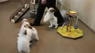 Mini Poodle Puppies For Sale