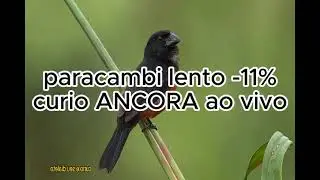 canto paracambi classico LENTO | canto lento -11%
