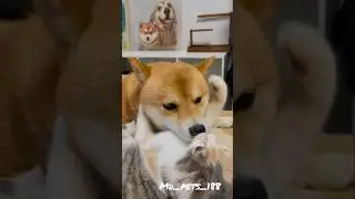 funny dogs and cats #shorts #funny #shortvideo #funnyshorts #pets #cats #dogs #funnycats