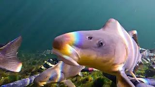 Endangered Fish in the Colorado River - 1.5 Hours of Razorback Sucker Underwater