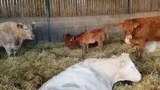 Suckler herd saturday.