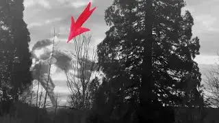 I found this footage at Arolsen Archives, International Center on Nazi Persecution, Giant reptilian