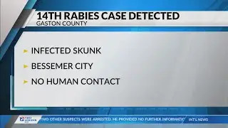 Rabid skunk in Bessemer City is Gaston County's 14th case in 2025.