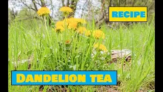 How to Make  Dandelion Tea - Easy Outdoors Drinks