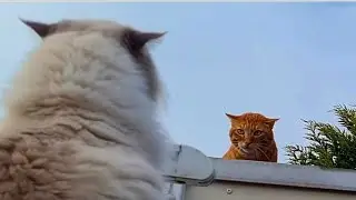 Ragdoll Cats Having A 
