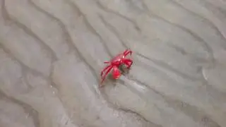 Crab's run
