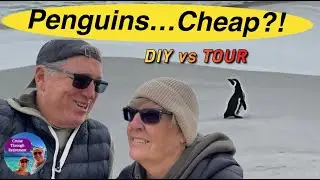 Port Stanley Penguins: Cheapest Ways to See Them (Antarctica Series)