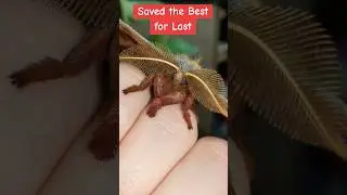 No one can tell me no now #reptiles #moths #trend