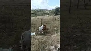 Bruno the purebreed boer buck doing his thing. 😍 Goat breeding raising farming @TheWeekendFarmerPH