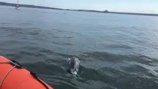 Common dolphins around RIB Logan Mounts Bay Cornwall