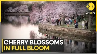 Washington DC Welcomes Spring With Stunning Cherry Blossoms | world News | WION