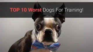 🐕 List Of TOP 10 Worst Dogs For Training!
