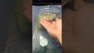 Neglected Bearded Dragon Has the DRIVE to SURVIVE! #stayrad @ChuckNorrizBeardedDragons #shorts