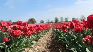 Tulpenfelder Grevenbroich Kapellen 2020