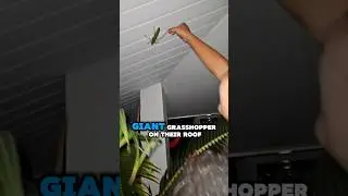 They found a rare giant grasshopper🤯(@ruddy_maridas90) #grasshopper #funnyvideo #funnyshorts #viral