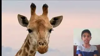 Giraffe