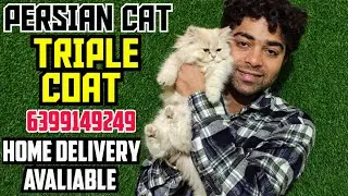😍Premium Persian Cat For Sale 🔥 | Triple Coat &bull; Show Quality &bull; Exotic Breed 