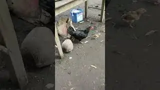 #chicken