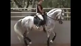 Alexandria Presents-AMAZING Dressage/Alta Escuela Andalusian