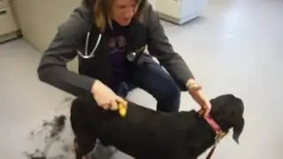 Advanced Pet Care Clinic