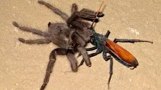 Whhen a tarantula meets its worst predator &mdash; a tarantula hawk
