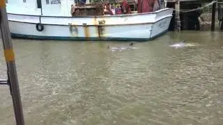 Capt Mike's Dolphin Tour