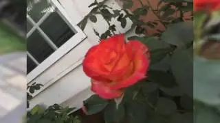 Slideshow created with iPhone App: Photo Slideshow Director