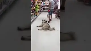 the tired and lazy husky #husky #dog #shorts