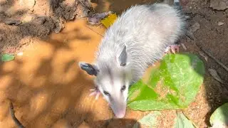 Opossum release. #follow #possum #babyanimals #animal #water #heat #love #wildlife #rescue #save