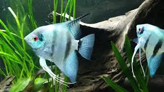 New setup in angelfish tank
