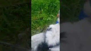 Merry goat
