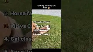 Funny Cat Fails 😭#catvideos  #fail #funny