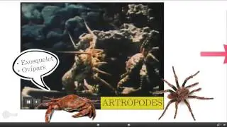 Els Tipus d'animals