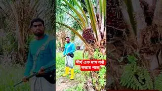 ৭ তারিখ আসলেই প্রবাসীদের আনন্দের দিন #পাম_বাগান #কাজ #malaysia #palmoil #shorts #trendingshorts