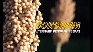 Shorgum, Alternatif Pengganti Beras