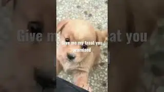 Dog wants treat