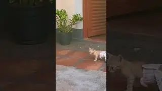 Cadeirinha para gato deficiente #shorts