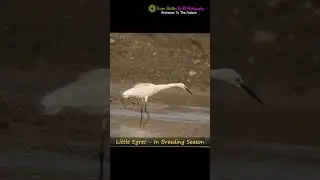 Little Egret :Egretta garzetta :  Breeding plumage #indianbirds #birds #vibrantbirds
